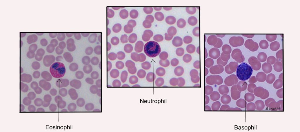 Leukocytes: types of granulocytes