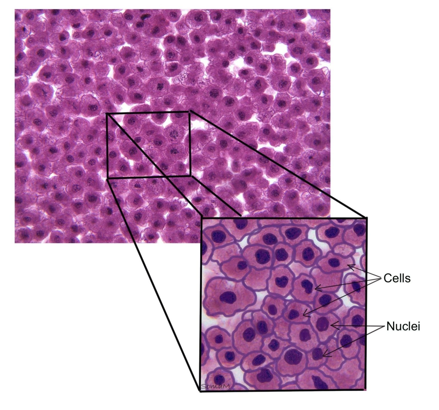 Mitosis and the Cell Cycle โ Anatomy and Physiology I: An Interactive ... Biology Diagrams