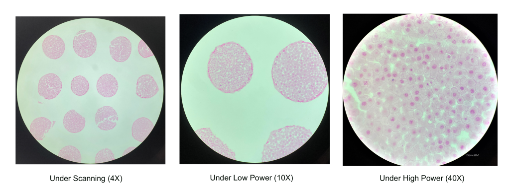 Whitefish blastula sections under different magnification power (4x, 10x, and 40x objective lenses).
