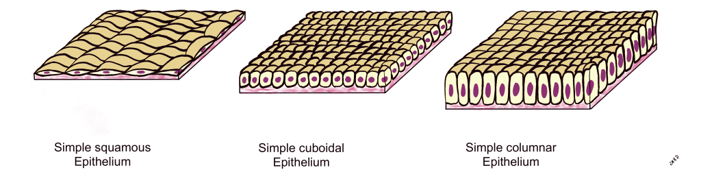 Simple epithelium illustrating three cell shapes: squamous (left), cuboidal (center), and columnar (right)