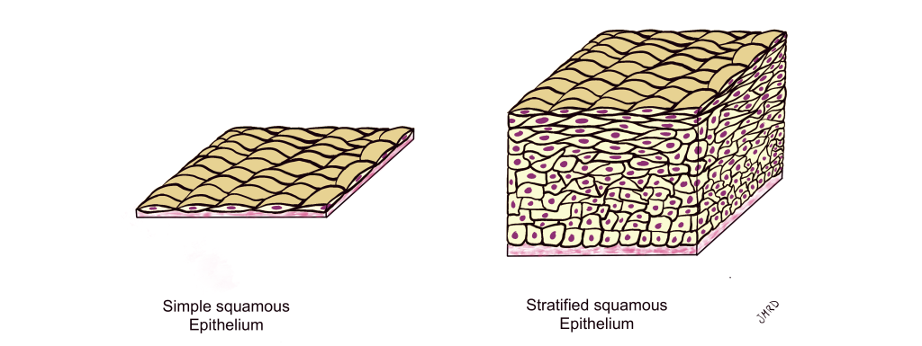 Simple squamous epithelium (left) and stratified squamous epithelium (right)