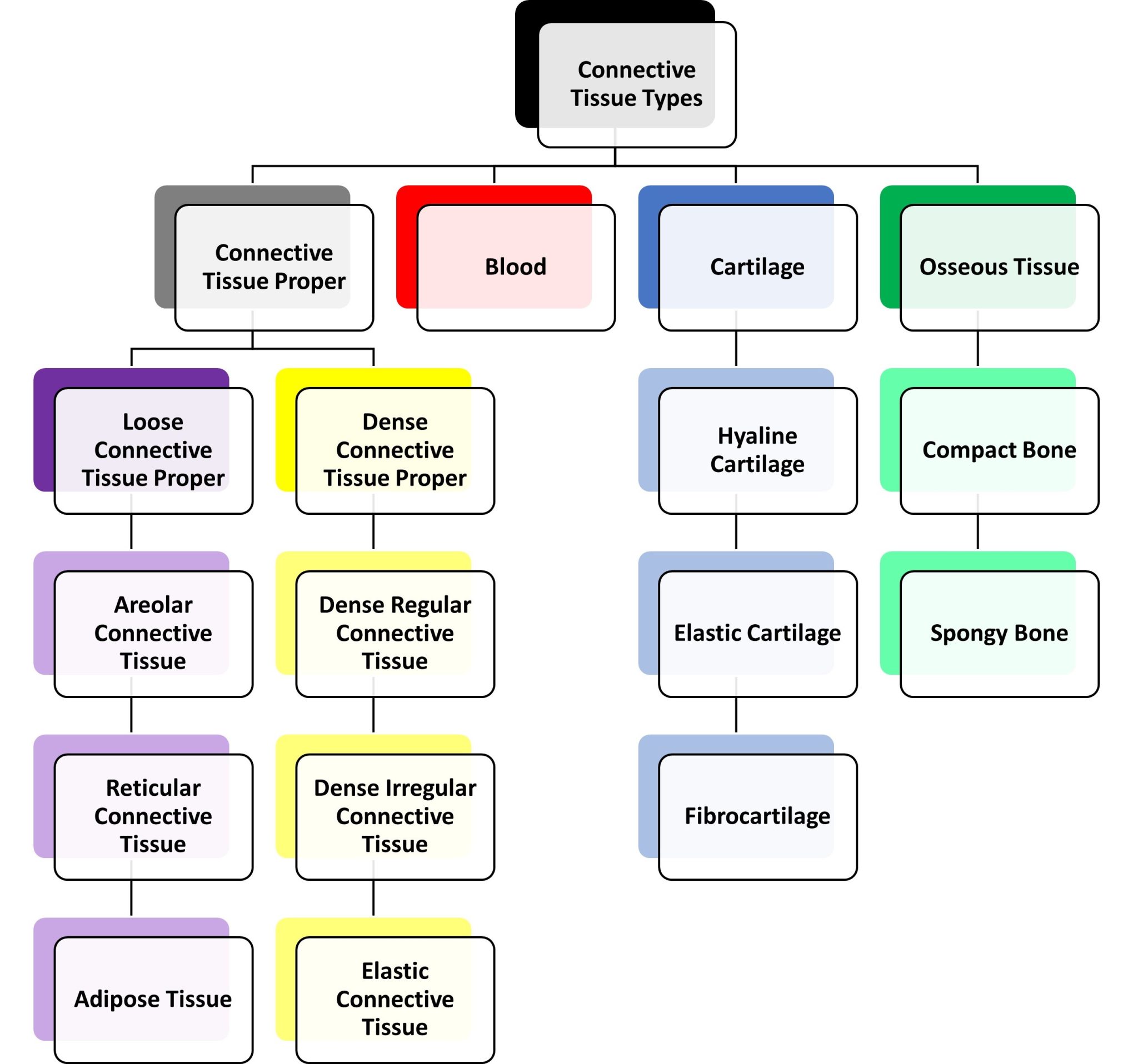 Interactive Anatomy: Master Connective Tissue Labels - 7xgjxmc