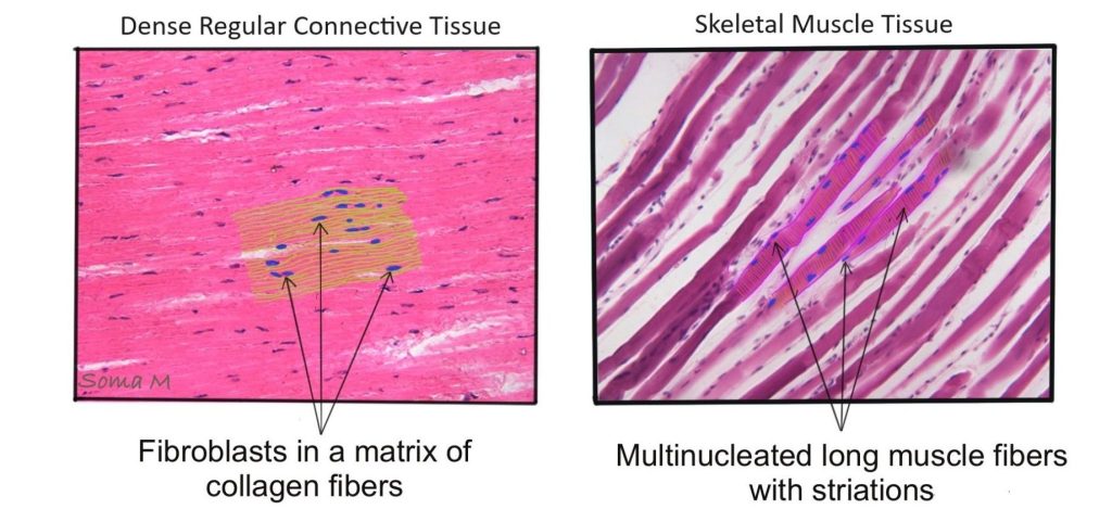 Comparison of dense regular connective tissue (left panel) with skeletal muscle tissue (right panel)