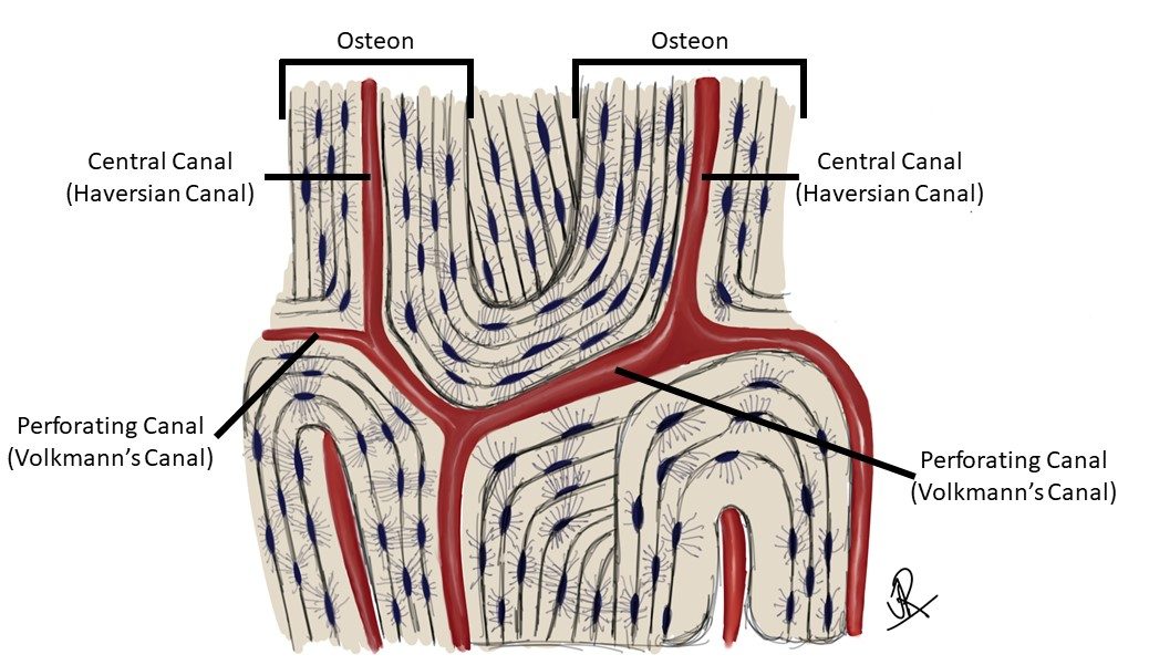 The Skeletal System and The Osteon – Anatomy and Physiology I: An ...