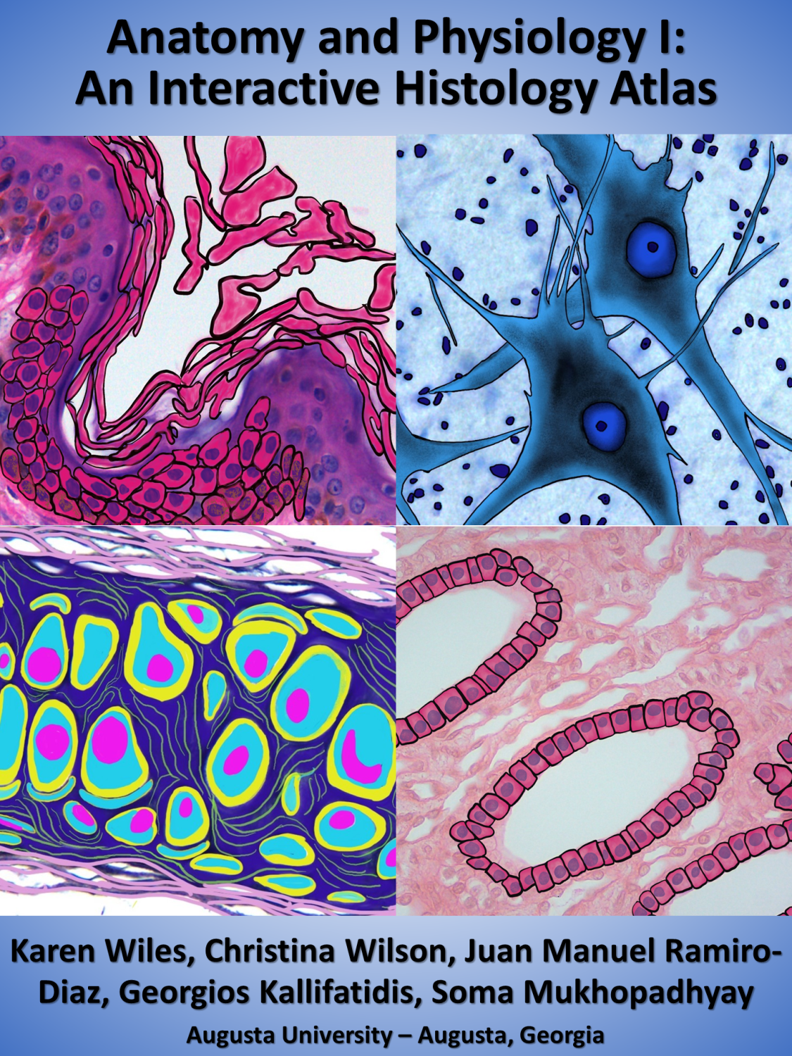 Cover image for Anatomy and Physiology I: An Interactive Histology Atlas