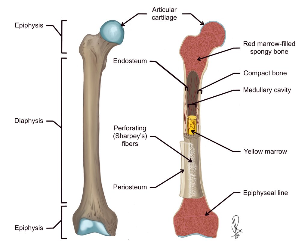 Illustration of the external and internal features of a long bone (femur). The external view (left) shows the articular (joint) surfaces of proximal and distal epiphysis covered with hyaline cartilage (blue). Spanning between the epiphyses is the diaphysis, which contains yellow bone marrow in the medullary cavity. The image on the right highlights the spongy bone composition of the epiphyses, as well as the connective tissue coverings (periosteum and endosteum).