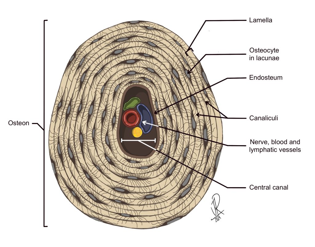 Illustration showing a single osteon, composed of concentric rings of bone tissue called lamellae. Osteocytes in lacunae are shown between lamellae, with canaliculi penetrating into the lamellar tissue. The central canal, which contains blood vessels, a lymphatic vessel and nerve fiber, is lined with endosteum.