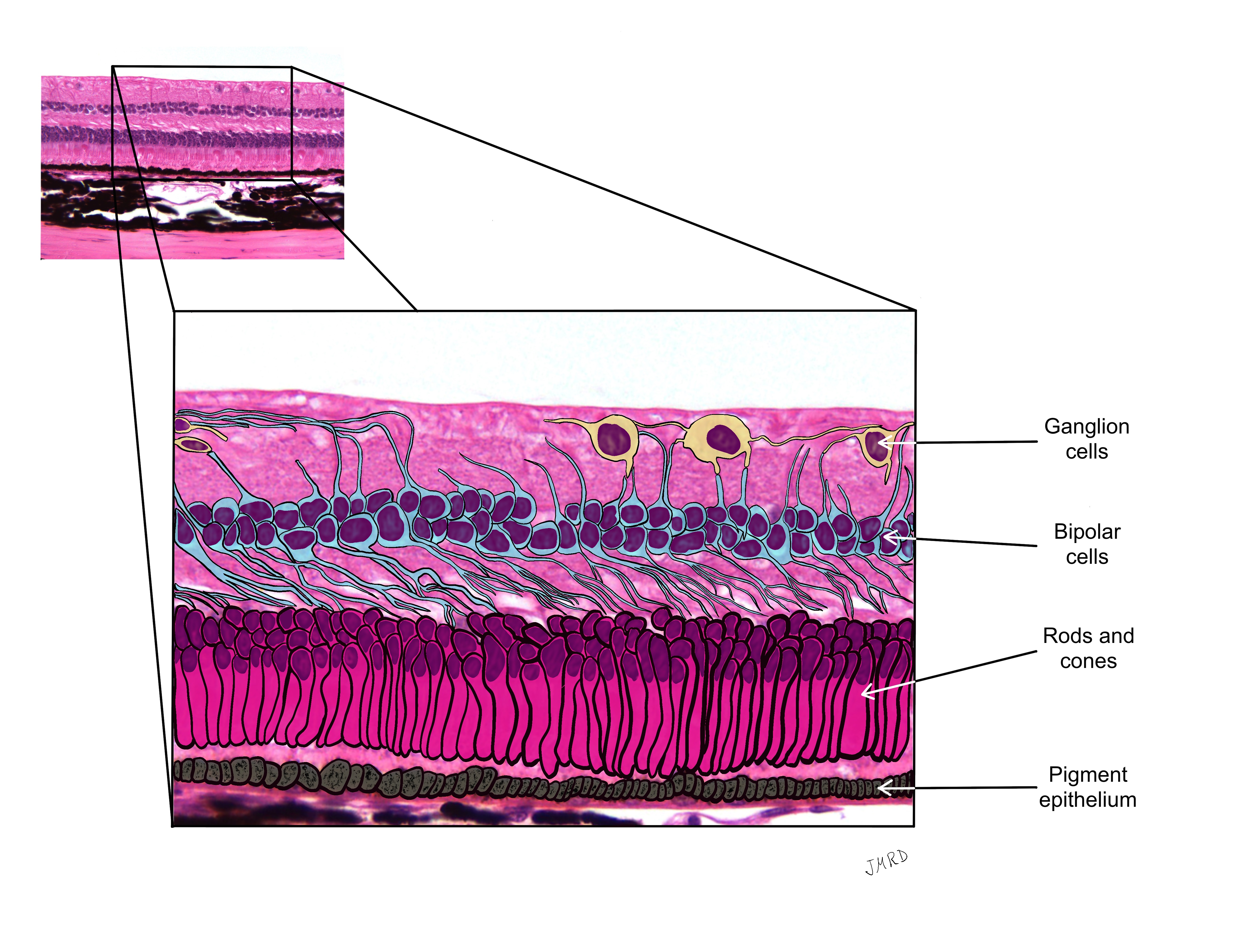The Eye – Anatomy and Physiology I: An Interactive Histology