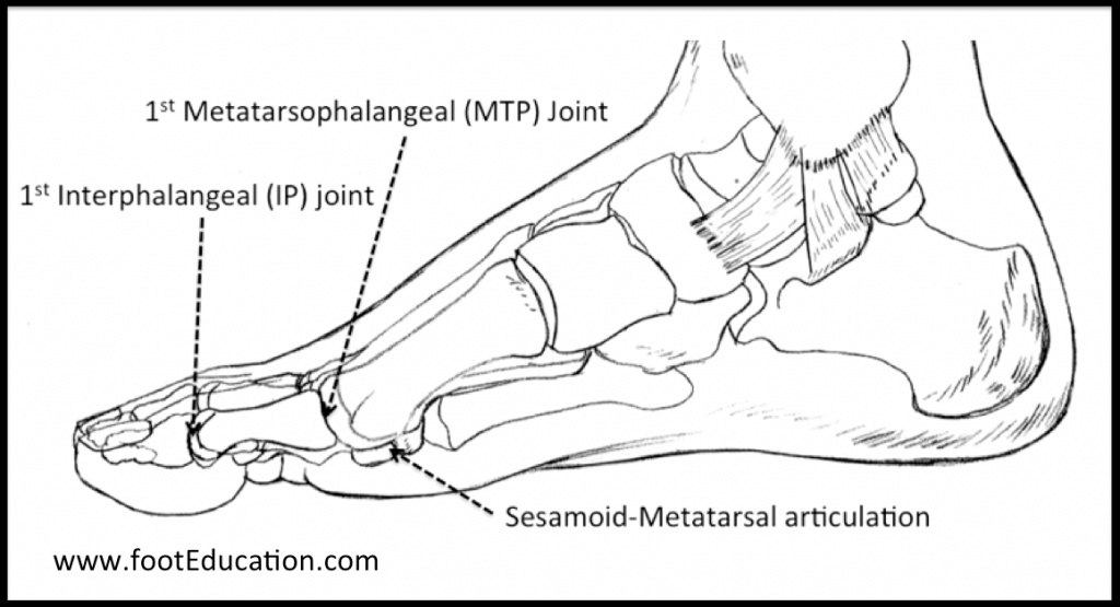 Disorders Of The Great Toe Orthopaedia Foot And Ankle