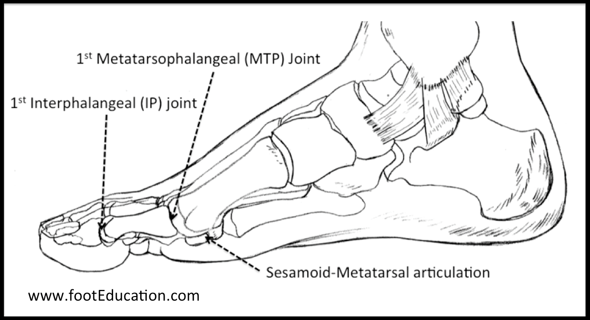 Disorders of the Great Toe Orthopaedia Foot & Ankle