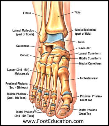 Anatomy of the Foot and Ankle – Orthopaedia: Foot & Ankle