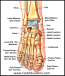 Anatomy Of The Foot And Ankle Orthopaedia Foot Ankle