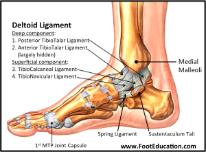 Ankle Joint Anatomy: Overview, Lateral Ligament Anatomy and Biomechanics,  Medial Ligament Anatomy and Biomechanics