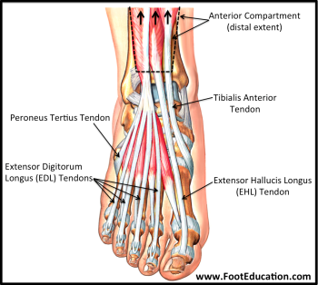 Anatomy of the Foot and Ankle – Orthopaedia: Foot & Ankle