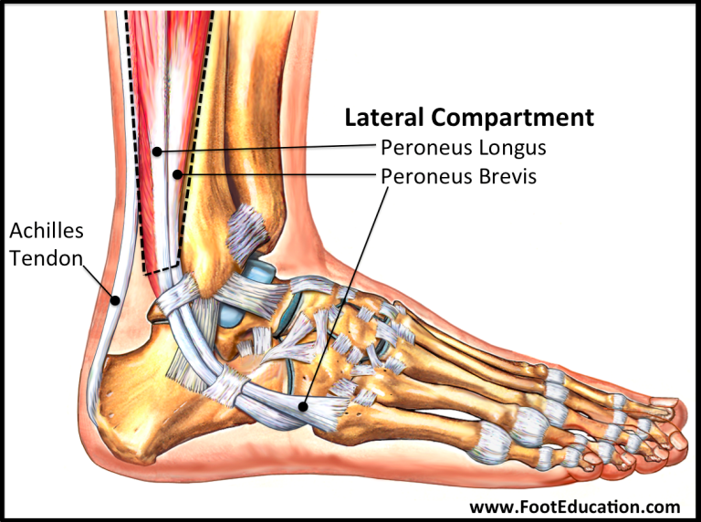 Anatomy of the Foot and Ankle – Orthopaedia: Foot & Ankle