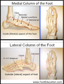 Anatomy of the Foot and Ankle – Orthopaedia: Foot & Ankle