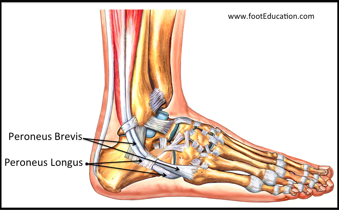 Tendon Disorders Of The Foot And Ankle Orthopaedia Foot Ankle