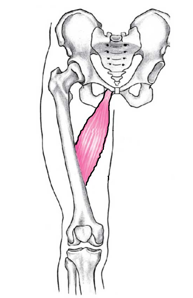 Tendon Disorders of the Hip and Thigh – Orthopaedia: Sports Medicine