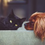 A black cat lies on its side while a red dog looks at it
